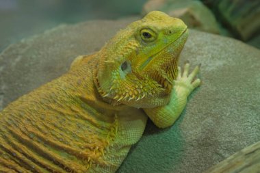 Teraryum portrede sarı sakallı ejderha kertenkelesi