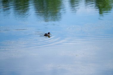 İtalya 'daki Marsh Gölü' nde yaban ördeği. Yüksek kalite fotoğraf