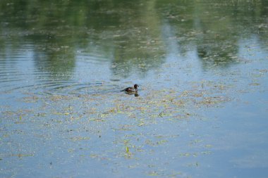 İtalya 'daki Marsh Gölü' nde yaban ördeği. Yüksek kalite fotoğraf