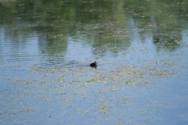 İtalya 'daki Marsh Gölü' nde yaban ördeği. Yüksek kalite fotoğraf