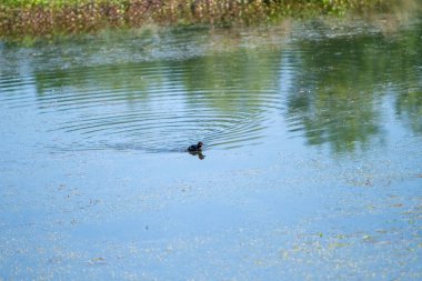İtalya 'daki Marsh Gölü' nde yaban ördeği. Yüksek kalite fotoğraf