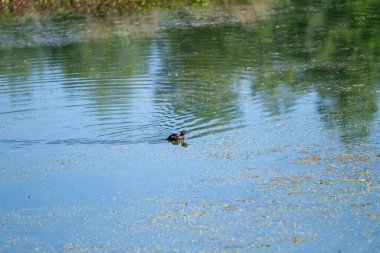 İtalya 'daki Marsh Gölü' nde yaban ördeği. Yüksek kalite fotoğraf