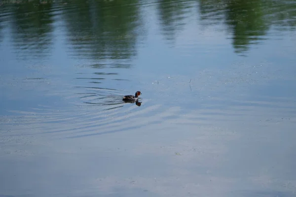 Wild Mallard Duck Marsh Lake Italy High Quality Photo — Stock Photo, Image