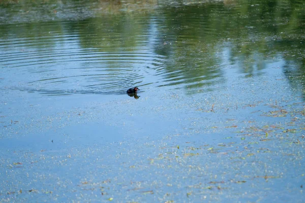 Anatra Reale Selvatica Nel Lago Palude Italia Foto Alta Qualità — Foto Stock