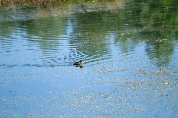 Canard Colvert Sauvage Dans Lac Des Marais Italie Photo Haute — Photo