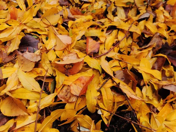 Die Gelben Blätter Bilden Herbst Einen Teppich Auf Dem Boden — Stockfoto