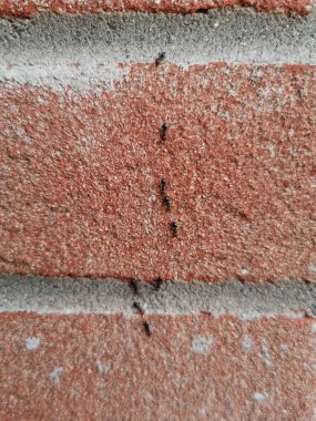 Kırmızı tuğla duvardaki karıncaları. Yüksek kalite fotoğraf