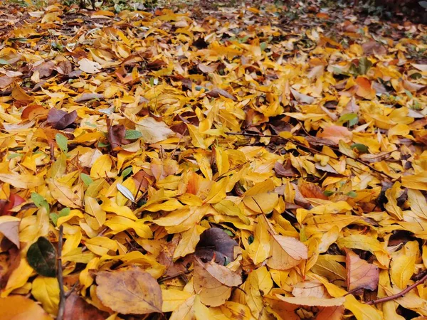 Die Gelben Blätter Bilden Herbst Einen Teppich Auf Dem Boden — Stockfoto