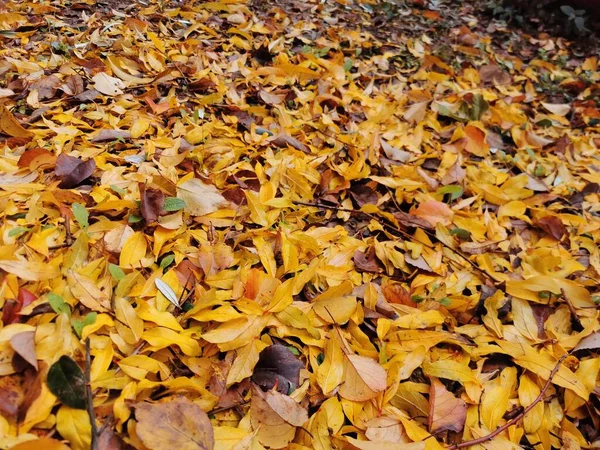 Gele Gevallen Bladeren Vormen Herfst Een Tapijt Grond Hoge Kwaliteit — Stockfoto