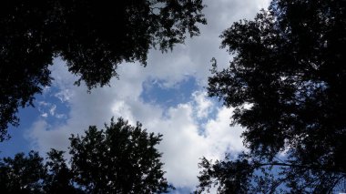 Mavi gökyüzü yeşil yapraklarla ağaçların arasında görünüyor.