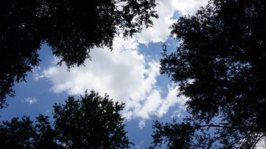 Mavi gökyüzü yeşil yapraklarla ağaçların arasında görünüyor.