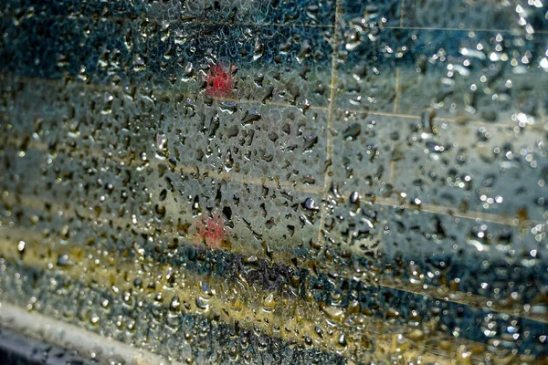 Drops Water Rain Glass Vertical Motif Pattern High Quality Photo — Stock Photo, Image