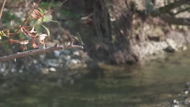 Όμορφη πράσινη λιβελούλα σε υποκατάστημα στο ποτάμι enza ηλιοθεραπεία — Αρχείο Βίντεο