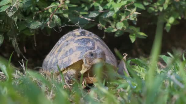 Land tortoise or Hermanns tortoise in home garden with green grass — Stock Video