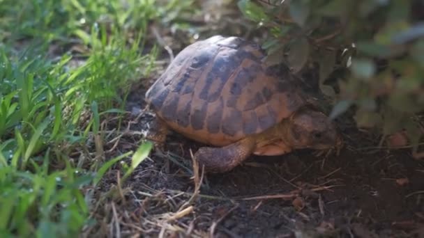 Сухопутна черепаха або Hermanns черепаха в домашньому саду з зеленою травою. — стокове відео