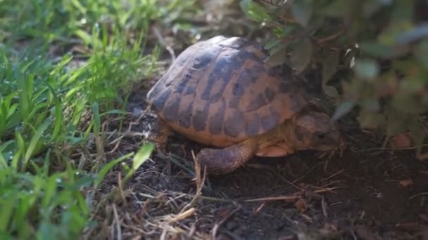 Land tortoise or Hermanns tortoise in home garden with green grass — Stock Video