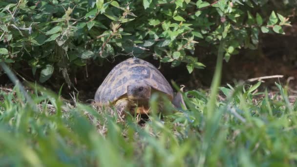 Land tortoise or Hermanns tortoise in home garden with green grass — Stock Video