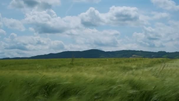 Indah masih hijau ladang gandum digerakkan oleh angin — Stok Video