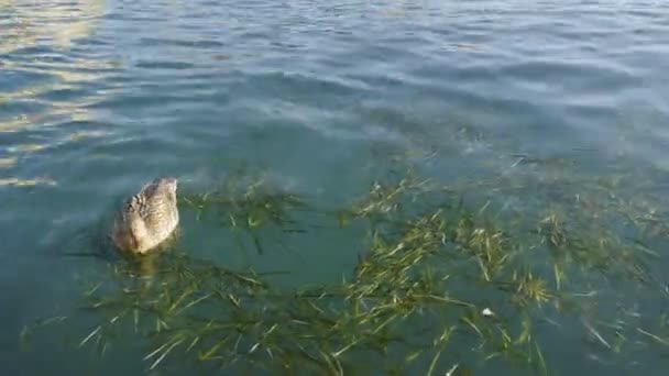 Patos no lago garda em sirmione em dia ensolarado — Vídeo de Stock