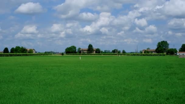 Hermoso campo de trigo todavía verde movido por el viento — Vídeos de Stock