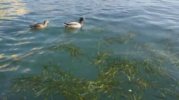 Eenden op Gardameer in Sirmione op zonnige dag — Stockvideo