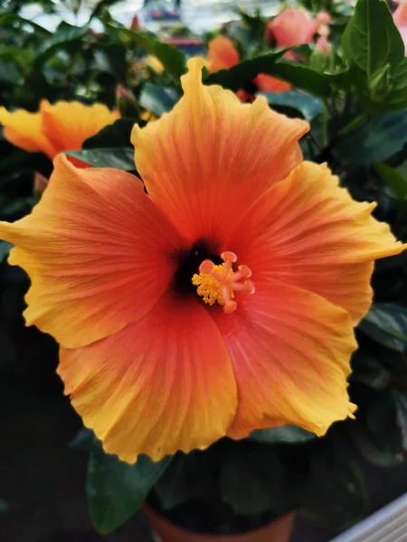 Piękny Hibiskus Pomarańczowy Czerwony Kwiat Szklarni Wysokiej Jakości Zdjęcie — Zdjęcie stockowe