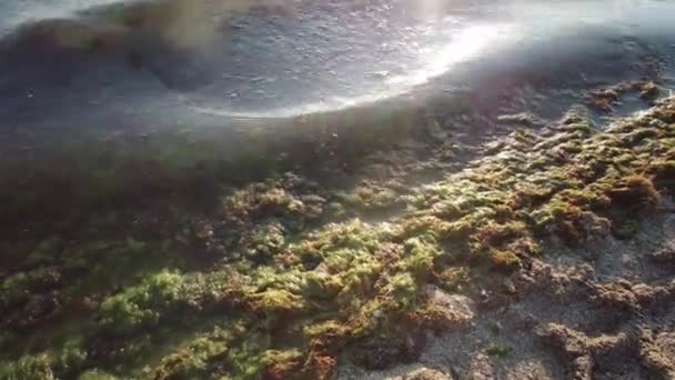 Пляж Цесатіко Линіні Вкритий Водоростями Світанку Цього Серпня Високоякісні Кадри — стокове відео