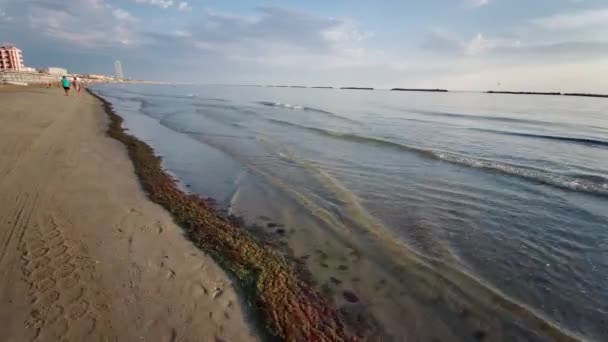 Пляж Cesenatico Rimini Покрыт Водорослями Рассвете Августе Этого Года Высококачественные — стоковое видео