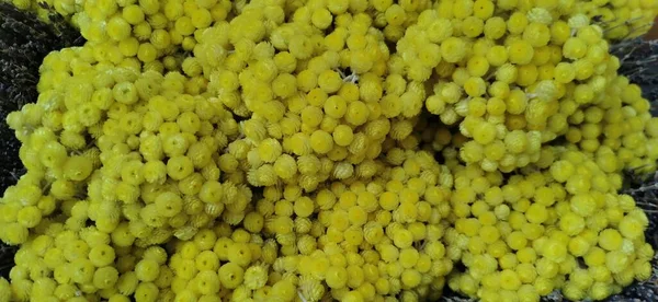 Красивые Желтые Цветы Мимозы Корзине Высокое Качество Фото — стоковое фото