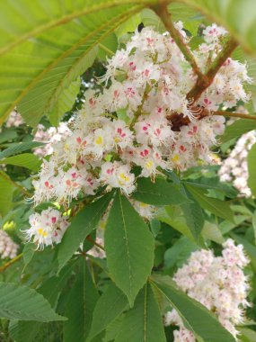 Ağaçta Lökosestrife Lythrum salikarisi var. Yüksek kalite fotoğraf