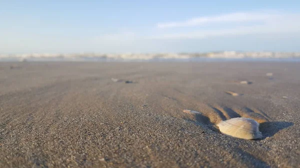 Όστρακα Στην Παραλία Της Θάλασσας Στην Άμμο Υψηλής Ποιότητας Φωτογραφία — Φωτογραφία Αρχείου