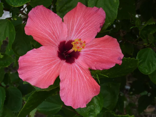 Hibiscus rosa-sinensis in garden malvacee