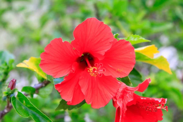 Hibiscus Rosa Sinensis Ogrodzie Malvacee — Zdjęcie stockowe