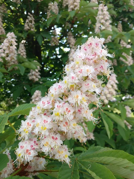 Biała Ślina Loosestrife Lythrum Drzewie Wysokiej Jakości Zdjęcie — Zdjęcie stockowe