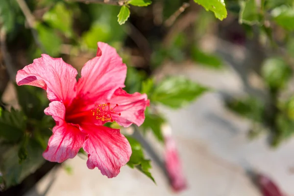 Hibiscus Rosa Sinensis Garden Malvacee — Stok fotoğraf