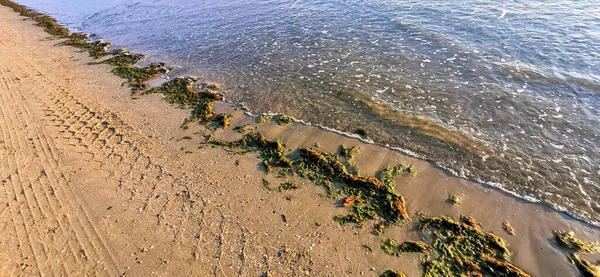 Playa Cesenatico Con Algas Orilla Foto Alta Calidad — Foto de Stock