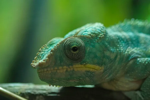 Gros Plan Caméléon Vert Terrarium Sur Branche Photo Haute Qualité — Photo