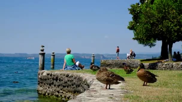 Lago Garda Sirmione Lapso Tempo Costa Com Pessoas Patos Imagens — Vídeo de Stock