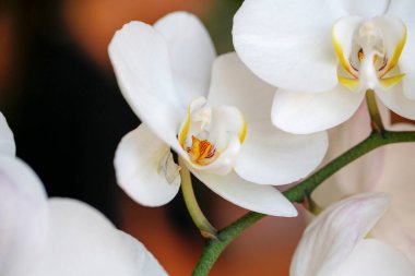 Düğün hazırlıkları için tomurcuklu beyaz orkide çiçekleri. Yüksek kalite fotoğraf
