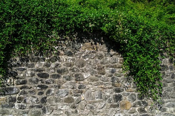 Sarmaşık Ile Güneşli Bir Günde Eski Taş Duvar Tuğla Desenli — Stok fotoğraf