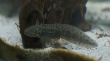 Ambystoma mexicanum axolotl akvaryumda yüzer ve vahşi renkleri yer.