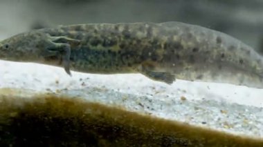 Ambystoma mexicanum axolotl akvaryumda yüzer ve vahşi renkleri yer.