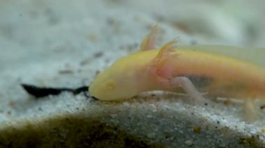 Ambystoma mexicanum axolotl akvaryumda yüzer ve sarı renk yer.