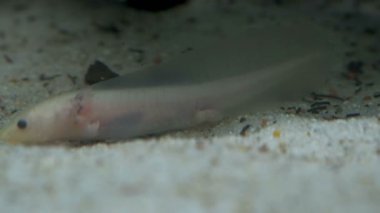 Ambystoma mexicanum axolotl akvaryumda yüzer ve albino yer. 