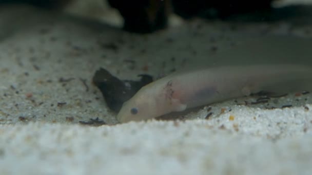 Ambystoma mexicanum axolotl in het aquarium beweegt zwemt en eet albino — Stockvideo