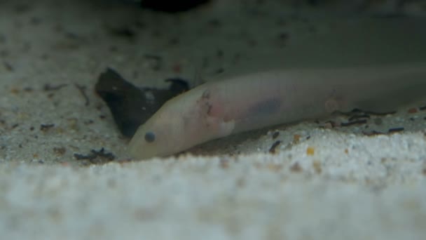 Ambystoma mexicanum axolotl in het aquarium beweegt zwemt en eet albino — Stockvideo