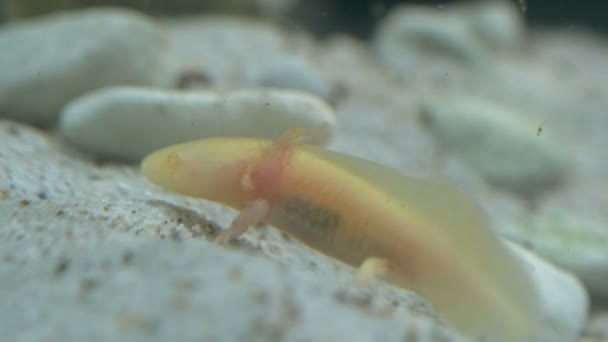 수족관에 있는 Ambystoma mexicanum axolotl 은 수영을 하고 노란색을 먹는다 — 비디오