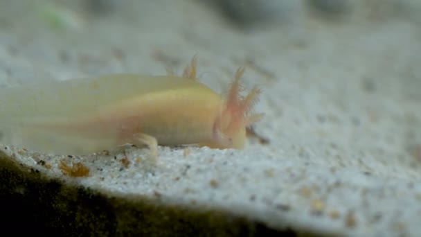 Ambystoma Mexicanum axolotl im Aquarium bewegt Schwimmer und frisst gelbe Farbe — Stockvideo