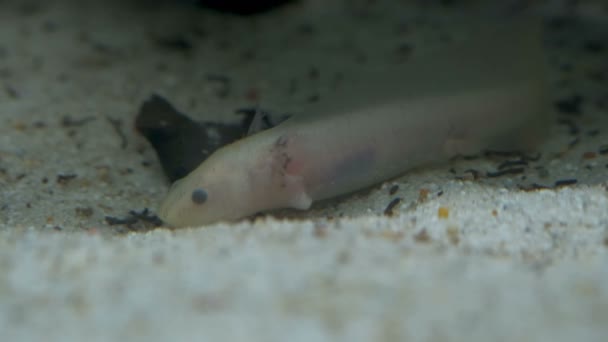 Ambystom mexicanum axolotl v akváriu se pohybuje plave a jí albino — Stock video