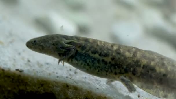 Ambystoma mexicanum axolotl akvaryumda yüzer ve vahşi renkleri yer. — Stok video